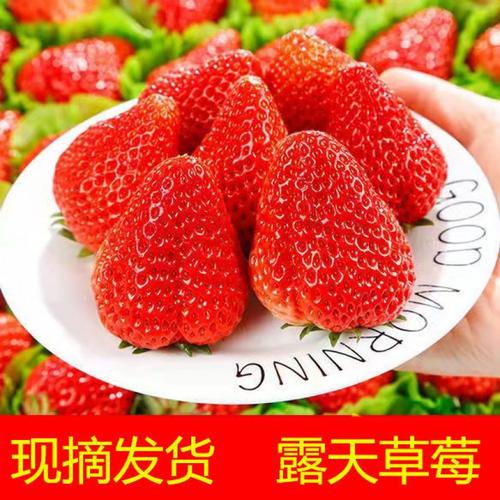 草莓现摘新鲜牛奶红颜糖葫芦水果大甜草莓批发价商用批发亚马逊厂