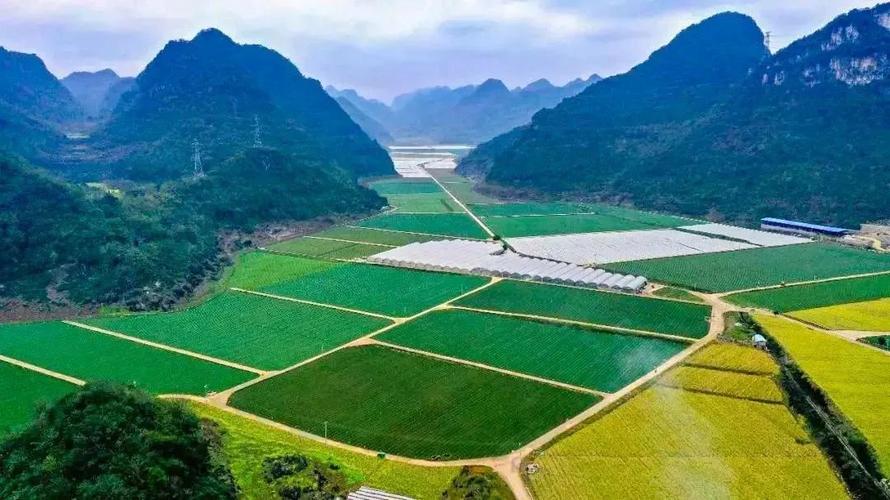 黔西南:打造"贵州菜心品牌" 推进蔬菜产业高质量发展