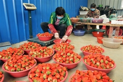 果蔬基地销售稳定