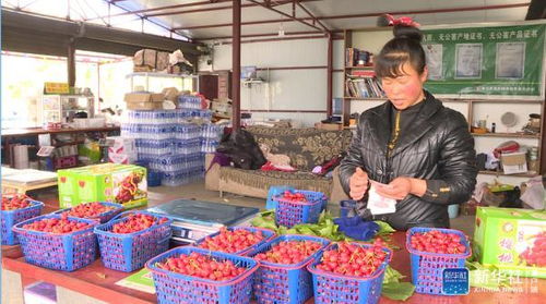 安顺普定 精品水果带动社区脱贫 特色果蔬助推乡村振兴