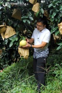 苏宁928超级拼购日 直供直销万吨新鲜水果